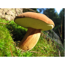 Мицелий Польского гриба / Моховик каштановый (Xerocomus badius) Мицелий Польского гриба / Моховик каштановый (Xerocomus badius)